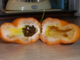 Rocoto orange